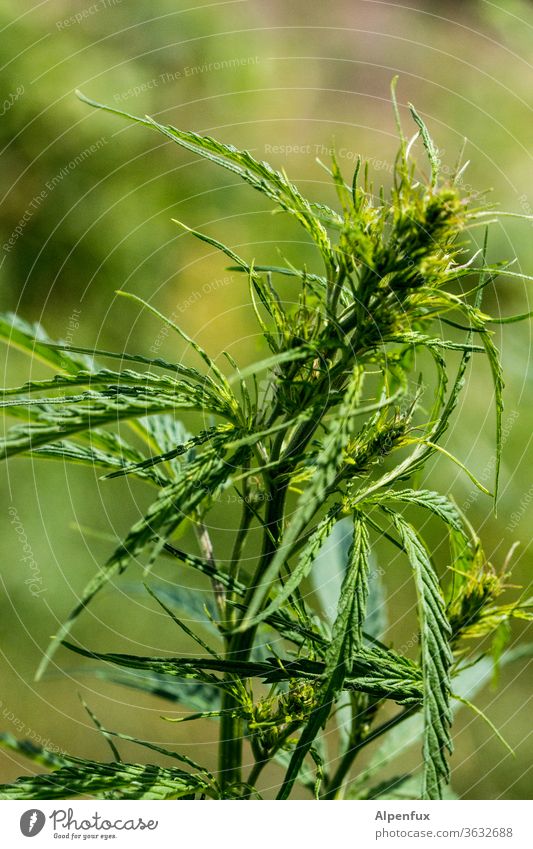 Frühstück Marihuana Cannabis Medikament Hanf natürlich Marihuana-Knospen Pflanze Unkraut Betäubungsmittel Rauschmittel Medizin ungesetzlich Haschisch Gesundheit