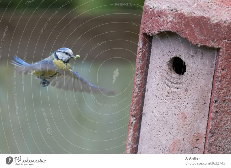 Blaumeise im Flug vor dem Nistkasten Kohlmeise Vogel Vogelkasten fliegen Tier Farbfoto Meisen Natur Wildtier Flügel füttern Außenaufnahme Tierporträt Feder