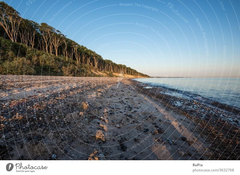 Früher Morgen am Ostseestrand. Geisterwald Wald Windflüchter Strand beach Küste Meer Sandstrand Muscheln Ozean Urlaub Nienhagen Küstenwanderung Erholung Ruhe