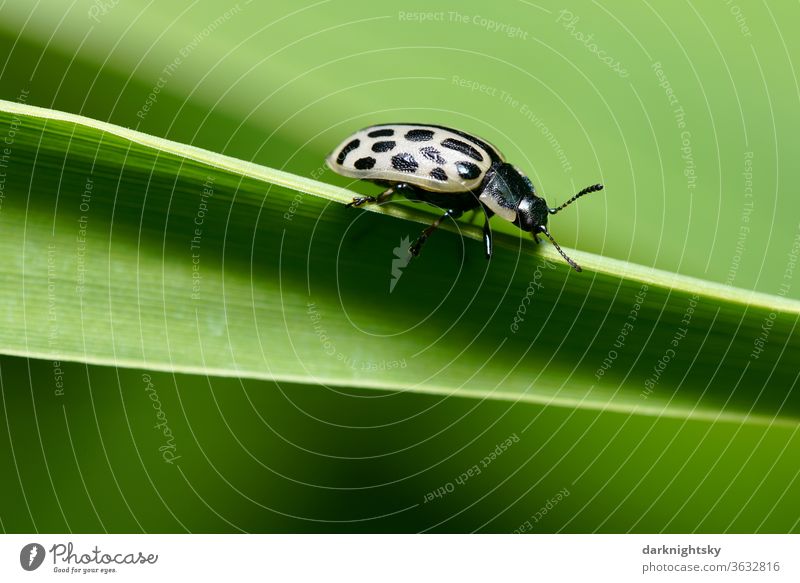 Gefleckter Weidenblattkäfer, Chrysomela vigintipunctata Detail Natur Makrofoto Nahaufnahme Sommer grün Pflanze Umwelt Käfer Blatt Gras Fühler Punkte gelber