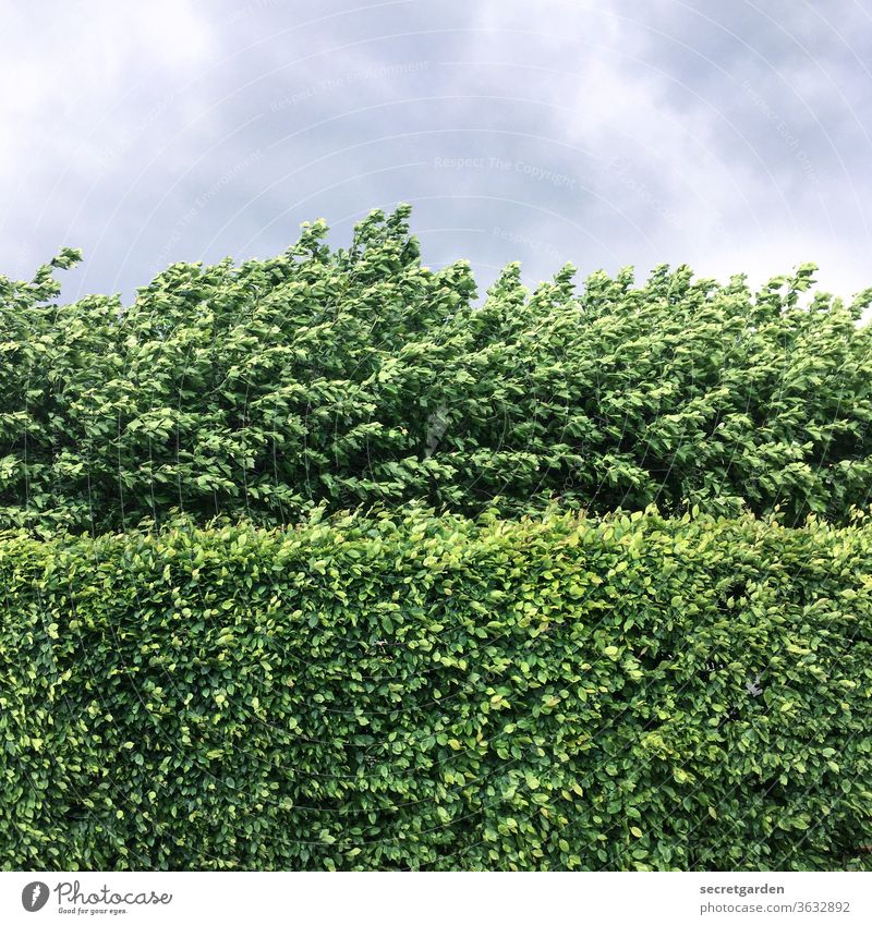 Manchmal ist die Mauer dichter als man sie durchbrechen kann. Natur strauch minimalistisch grafisch Muster gerade Hecke Heckenschnitt Schnitt Schnittführung