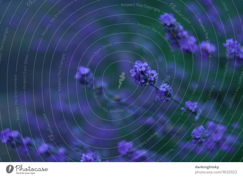 Lavandula angustifolia bei Dämmerung mit satten Farben Lavendel Blüte violett Heilpflanzen Duft Sommer Blume Natur Pflanze Blühend Geruch grün Farbfoto Tag