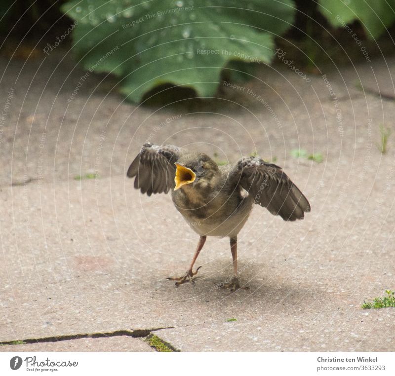 Die kleine junge Bachstelze / Motacilla alba ist jetzt sehr hungrig und bettelt und ruft nach Nahrung Wippsteert Jungvögel Jungtier Singvogel warten sitzen Tier