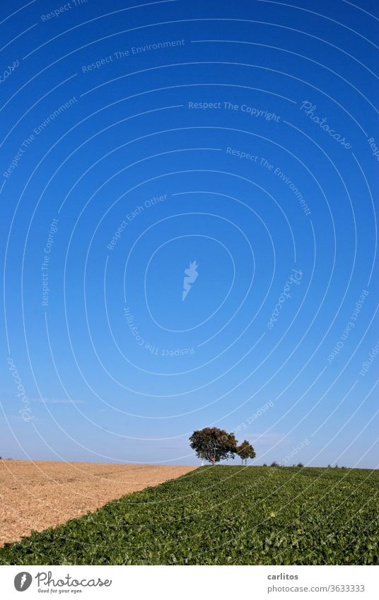 Himmel und Erde Acker Landwirtschaft Baum Nutzpflanzen Feld Natur Ackerbau Sommer blau braun grün Landschaft Umwelt