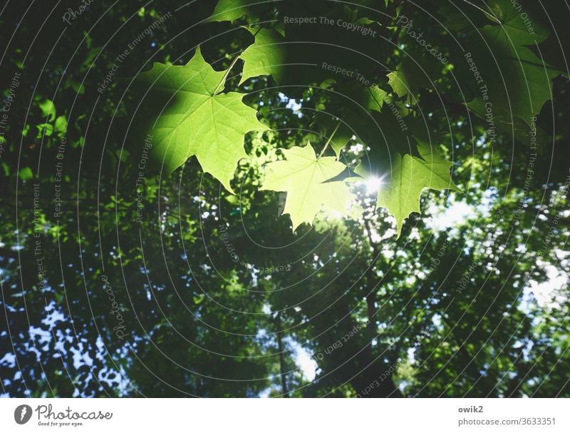 Schutzschirm Umwelt Natur Baum leuchten Blätterdach Farbfoto Sonnenstrahlen Gegenlicht Licht Tag Menschenleer Sonnenlicht Schatten Lichterscheinung