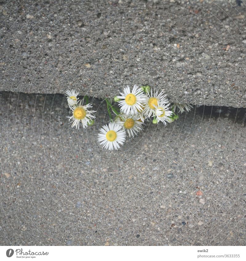 Zähe Jungs neugierig lugen keck Detailaufnahme Nahaufnahme Blumen Blüten hervorlugen klein Treppe Treppenstufen Beton grau schwer grob Spalte unaufhaltsam