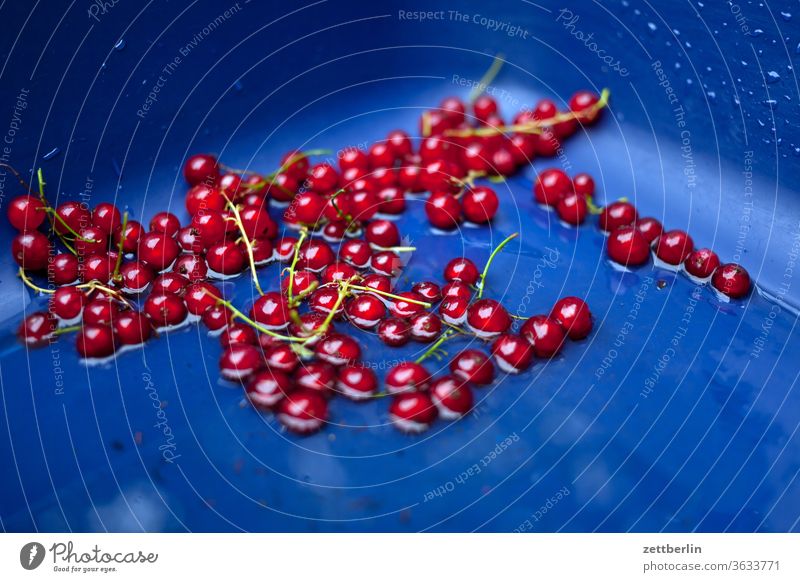 Johannisbeeren johannisbeeren rot rote johannisbeeren ernte frucht obst vitamine frisch tisch schüssel behälter behältnis rund essen nahrung vegan vegetarisch