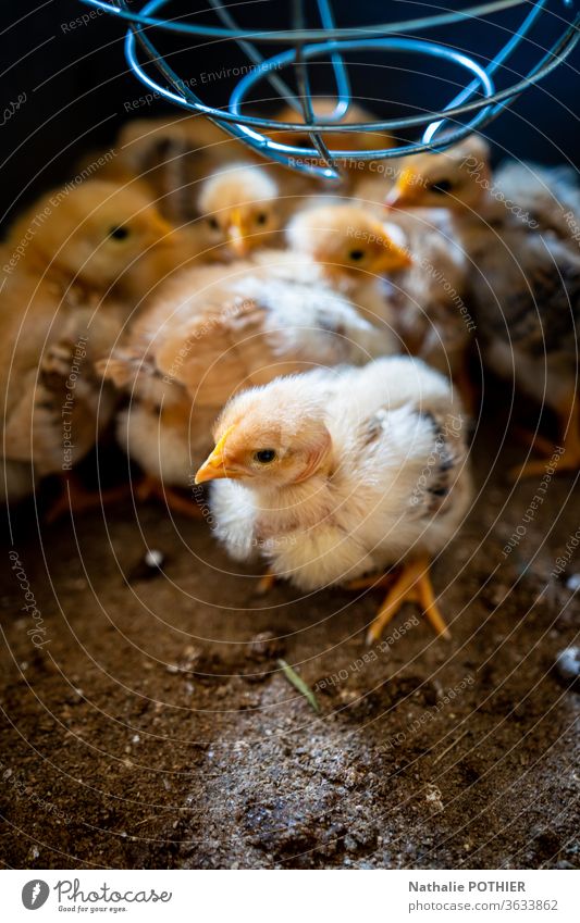 Küken mit Wärmelampe gelb Brutkasten Lampe Tier Farbfoto Tierjunges Nutztier Bauernhof niedlich Zucht