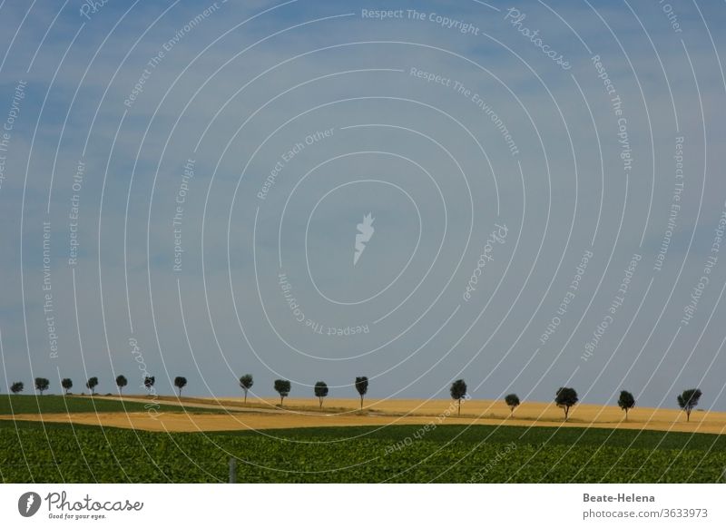 Baumreihe an von Feldern gesäumter Straße unter Sommerhimmel Allee Alleebäume Natur Außenaufnahme Wege & Pfade Himmel himmelblau Punkt Punktgenau Geometrie