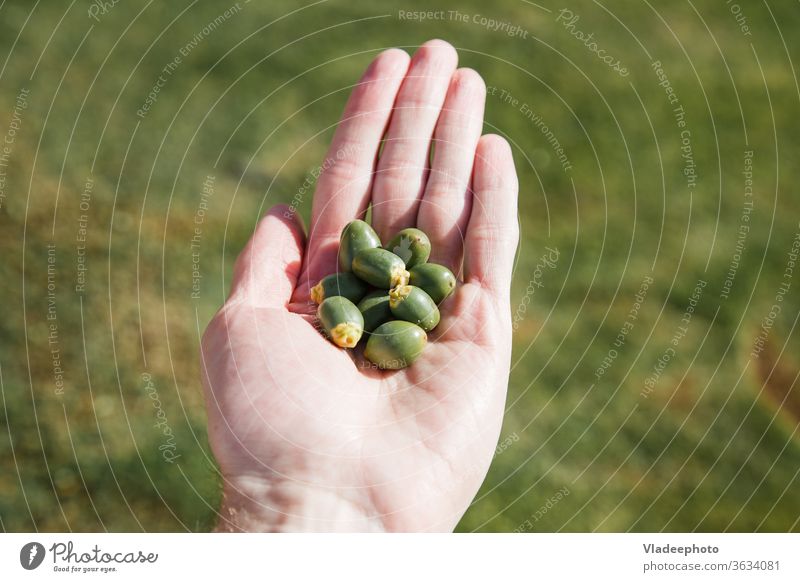 eine Handvoll unreifer Datteln in der männlichen Handfläche. Frucht Daten Termin & Datum Dattelfrucht grün Lebensmittel Ackerbau Hintergrund Mann getrocknet