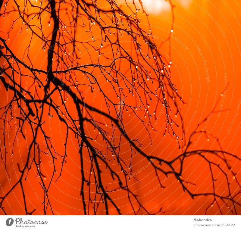 Baum ohne Blätter am roten Himmel Baum,Zweige,Himmel,rot,Sonnenaufgang,traurig,schöner Abend,roter Himmel Außenaufnahme blau Farbfoto Menschenleer