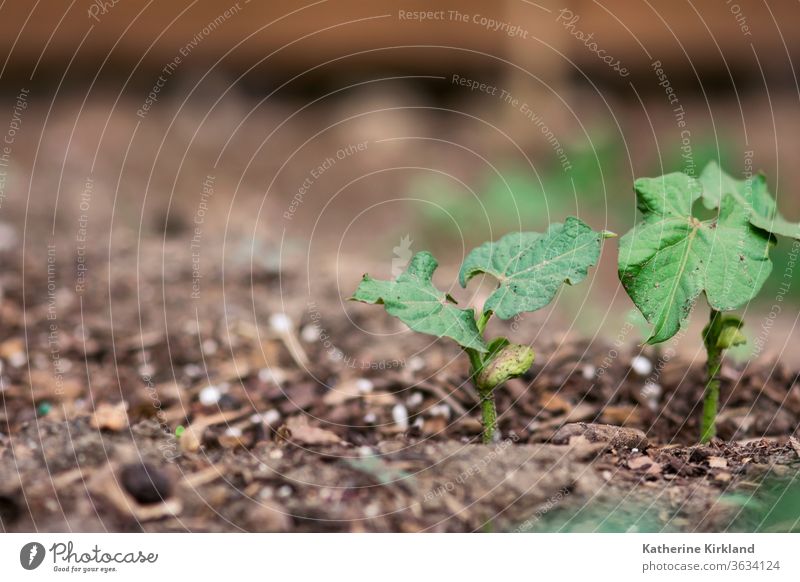 Grüne Bohnen Setzlinge grün Blätter Blatt braun Keimling sprießen neu Leben jung Baby Nahaufnahme Veggie Vegetarier Gemüse Veganer Garten Gartenarbeit Pflanze