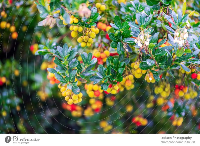 Arbutusfrüchte und Blüten am Baum Beeren arbutus Früchte Blumen Portugal Pflanze Gartenarbeit Arbutusfrucht essbare rote Beeren irischer Erdbeerbaum Blätter