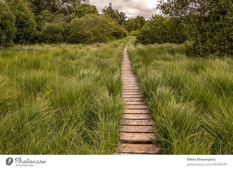 Über Stege durch das Hohe Venn brackvenn Hohes Venn Natur Gras Wege & Pfade wandern Eifel