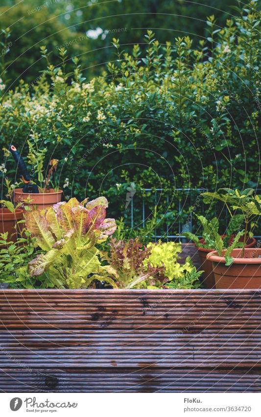 Hochbeet aus Holz mit vielen Töpfen und Pflanzen Beet hochbeet pflanzen salat natur wachsen garten gärtnern nahrung essen topf holz freizeit natürlich hecke