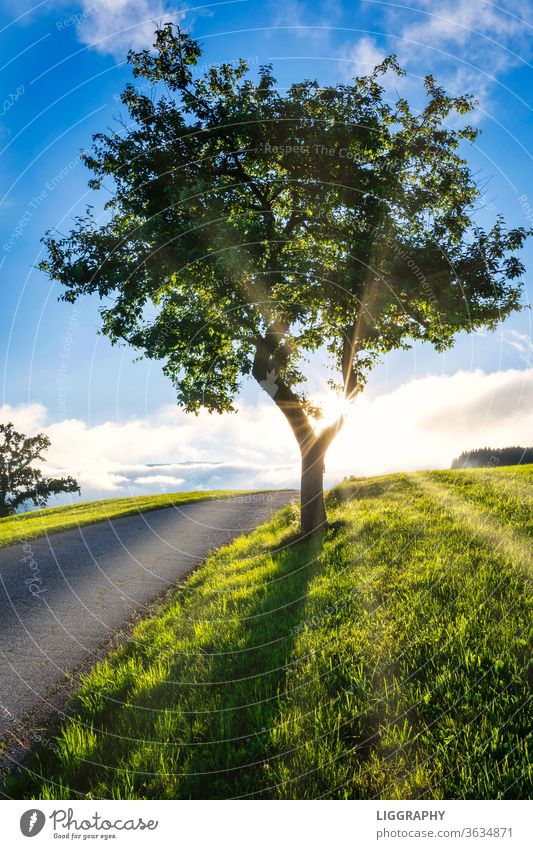 Ein Baum im wunderschönen Lavanttal. Baumstamm Blatt Sonne Himmel Schatten Zweig Sommer Sonnenstrahlen Menschenleer Natur Licht Außenaufnahme Gegenlicht