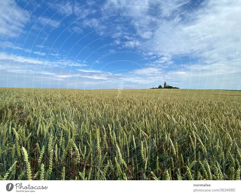 Unreif mit Turm Feld Getreide Leuchtturm Acker Landwirtschaft norden Leuchtfeuer Insel Korn natur nachhaltig grün sauber Himmel