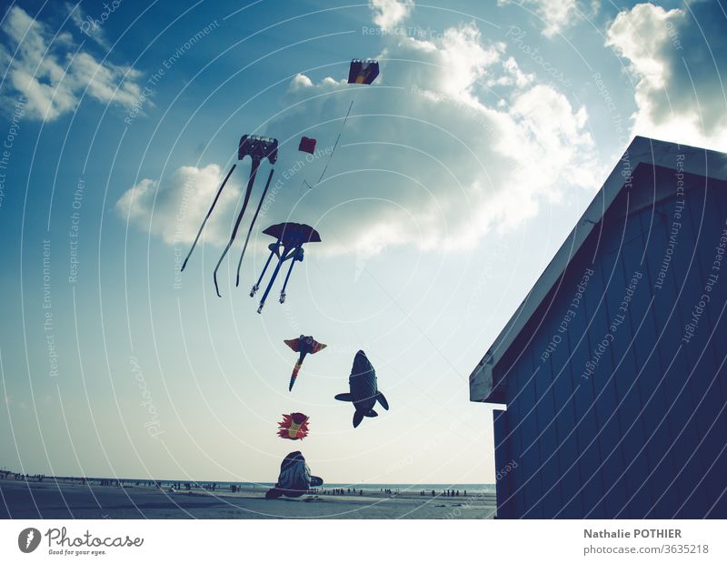 Drachen am Strand Milan Himmel Meereslandschaft Wolken Wolkenhimmel Wolken Himmel Flug Feiertage Außenaufnahme Farbfoto fliegen Horizont Wind Küste Wasser