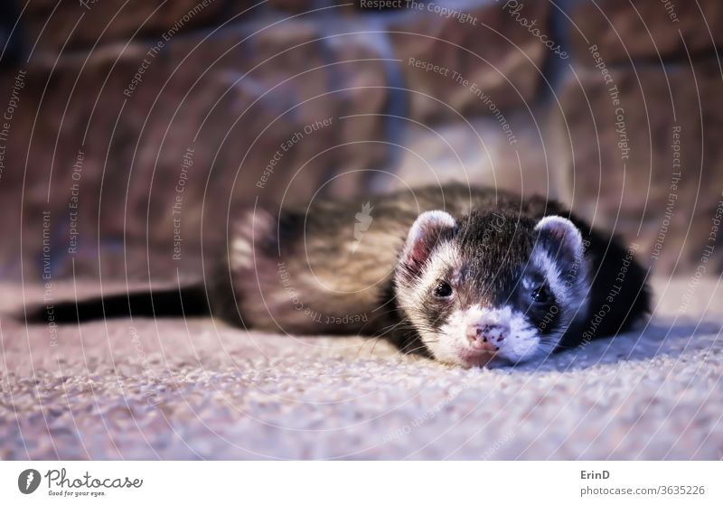 Adorable Face Erste Nahaufnahme Frettchen auf Teppich Haustier heimisch Tier Wiesel Stangenkatze Auge glänzend bezaubernd schließen klein Ausdruck Gesicht