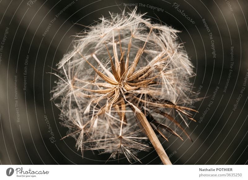 Löwenzahnblume Blume braun Pflanze Nahaufnahme Farbfoto Frühling Menschenleer Natur Außenaufnahme Wildpflanze Umwelt Blüte