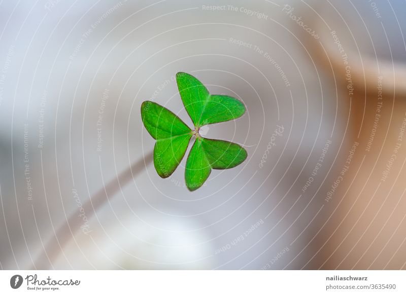 Kleeblatt Blatt Glück Glücksbringer Silvester u. Neujahr Natur Pflanze Pflanzenteile grün Farbe Gefühle Hoffnung Religion & Glaube vierblättrig Leben Blume