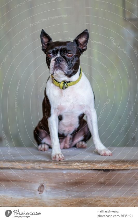 Boston Terrier Hund boston terrier Bostonterrier Französische Bulldogge Hundeblick niedlich Tierporträt Stolz sitzen Haustier Außenaufnahme Reinrassig Rassehund