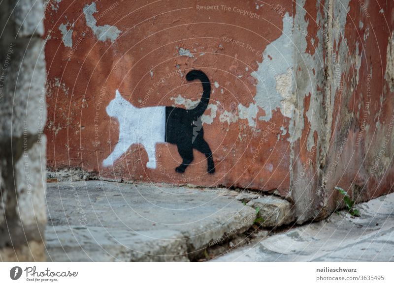 Katze zeichnen Zeichnung Fassade Zadar Altstadt Altstadtgasse Gasse stufe schwarzundweiß weg Wege & Pfade tier Stadt Gebäude Gebäudeteil gebäudefront Kunst Art