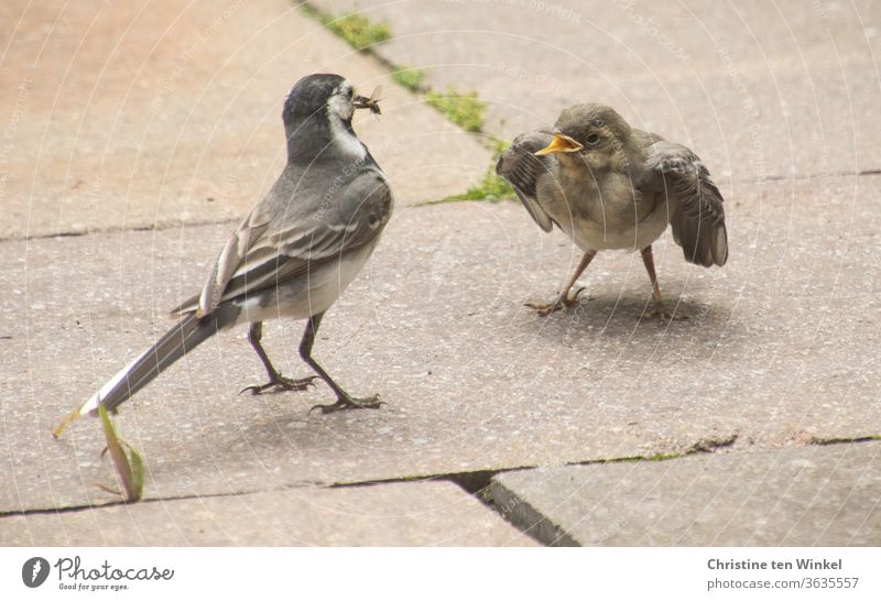 Endlich Frühstück! Bettelnde junge Bachstelze und Elternvogel mit einem Insekt im Schnabel Wippsteert Jungvögel Jungtier klein hungrig Motacilla alba Singvogel