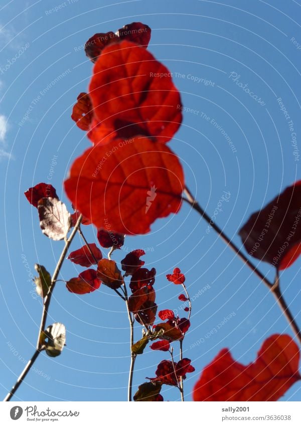 Leuchtblätter... Blatt rot leuchten Strauch Ast blauer Himmel Sommer Zweig Pflanze Baum Flora sommerlich herbstlich Herbst färben Laub Herbstlaub