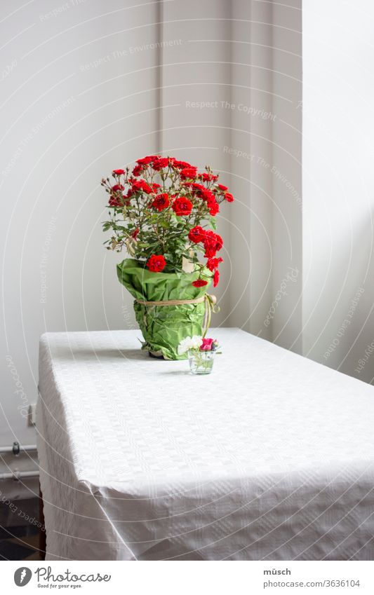 eingewickelter Blumentopf mit roten Rosen weiß grün Geschenk Tisch Tischdecke Italien Erwartung Freude Feier Vorbereitung Geburtstag Hochzeit Jubiläum Freunde