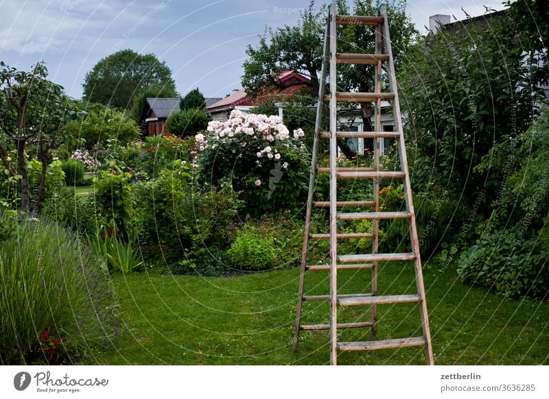 Leiter im Garten baum beeren blume blühen blüte erholung ferien garten gras himmel johannisbeeren kirschen kleingarten kleingartenkolonie menschenleer natur