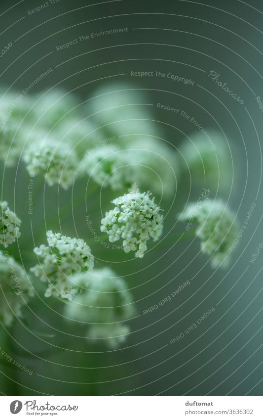 Weiße Wiesenblume vor grünem Hintergrund Blume weiß Schierling Doldenblütler Weiße Möhre Blüte Stilleben Hintergund Ästethik Reinheit Klarheit blühen erblühen