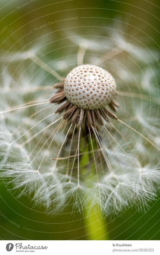 Pusteblume Nahaufnahme Löwenzahn Blume Pflanze Natur Frühling Samen Makroaufnahme Detailaufnahme Außenaufnahme Sommer Blüte natürlich verblüht