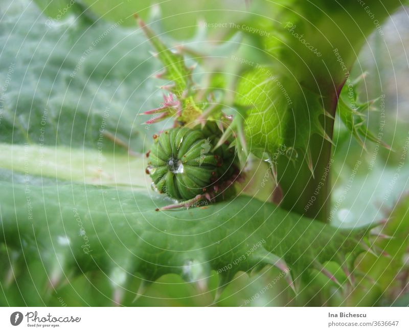 Eine grüne Knospe zwischen einem kleinen und  einem großen, grün-rosa gezackten Blätter, mit Wassertropfen darauf. zacken wasser rund eingequetscht zart schön