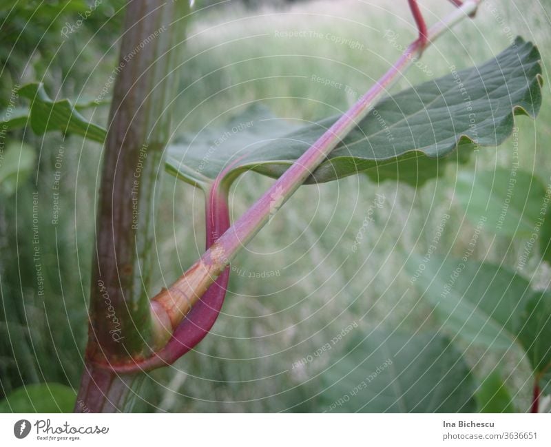 Ein großer grüner Blatt mit rosa rotem Stängel an einem anderen rosa-grünen Stängel von der Seite fotografiert. blatt rosarot stängel profil Perspektive