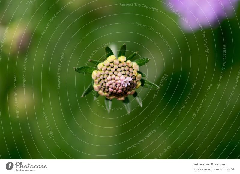 Nadelkissen-Blütenknospen purpur Blume Flora geblümt Frühling Sommer Saison saisonbedingt natürlich Natur Garten Gartenarbeit botanisch Pflanze scabiosa