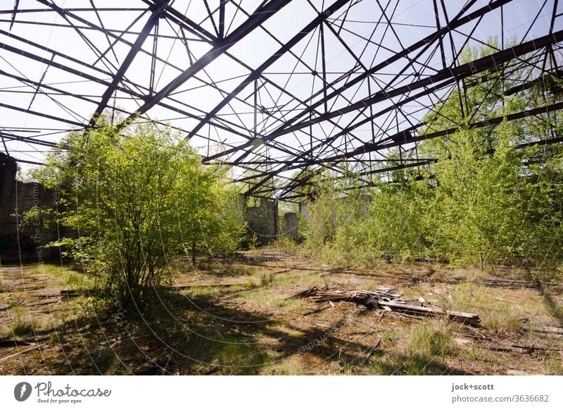 rostiger verfallener Hangar mit viel frischem Grün darin lost places Laubbaum Natur Vergänglichkeit kaputt Architektur alt Verfall Zahn der Zeit Ruine