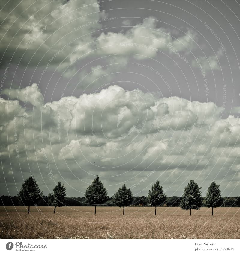 die rumstehenden sieben Umwelt Natur Landschaft Pflanze Himmel Wolken Frühling Sommer Klima Wetter Baum Gras Nutzpflanze Wiese Feld gelb grün weiß Zusammensein