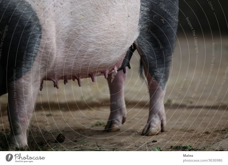 Mutterschwein,Die Brustwarze des Mutterschweins Schweinefleisch Tier jung Bauernhof Schweinchen Ferkel Ackerbau füttern klein Säugling Baby niedlich wenig