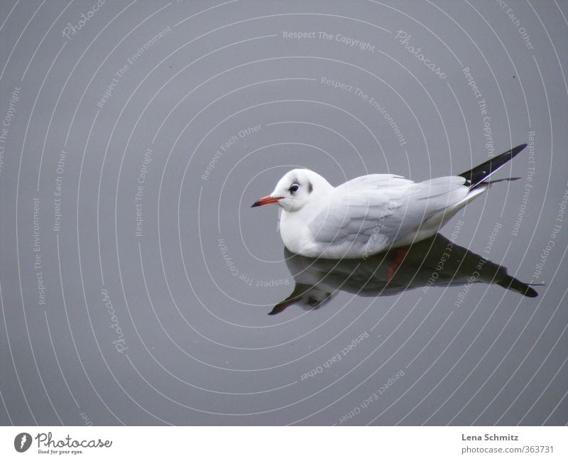 Möwe harmonisch Erholung ruhig Freiheit Umwelt Natur Tier Wasser Flussufer Vogel Flügel 1 Einsamkeit Idylle Stimmung Umweltschutz Farbfoto Gedeckte Farben