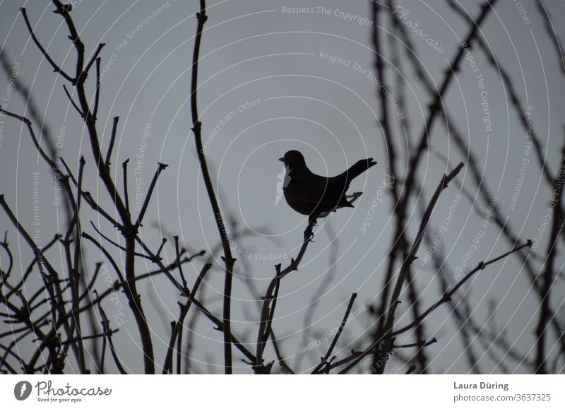 Vogel Silhouette zwischen Zweigen schwarz Tier Außenaufnahme grau Wildtier Natur Umwelt trist natürlich Menschenleer Äste und Zweige Ast Amsel Drossel