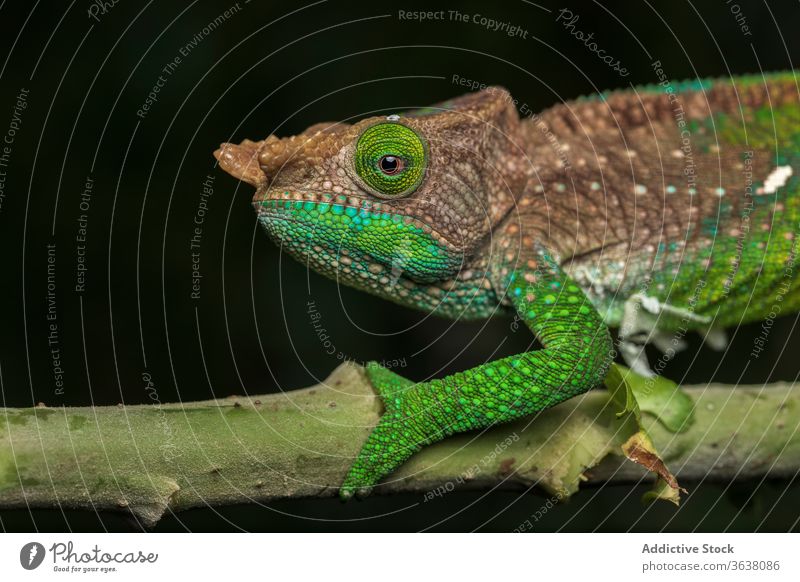 Buntes Chamäleon auf Baumast Panther Chamäleon farbenfroh Reptil erstaunlich Zweig Lebensraum Natur Bargeld Lizard ruhig wunderbar Harmonie natürlich Windstille