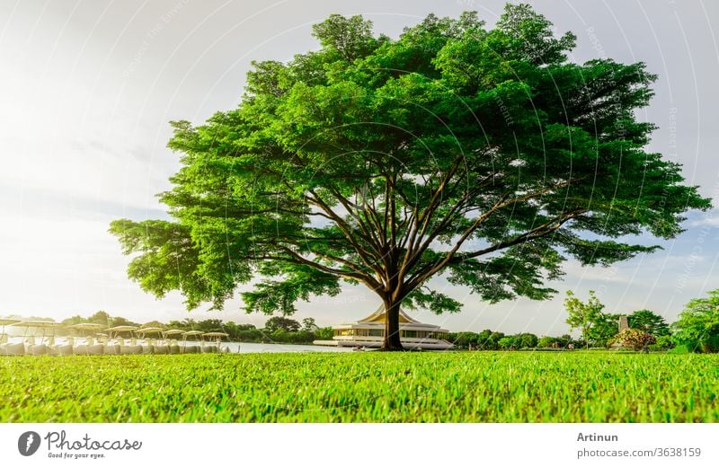 Großer grüner Baum mit schönen Ästen im Park. Grünes Grasfeld in der Nähe des Sees und des Wasserkreislaufs. Rasen im Garten im Sommer mit Sonnenlicht. Sonnenschein zu großem Baum auf grünem Grasland. Naturlandschaft.