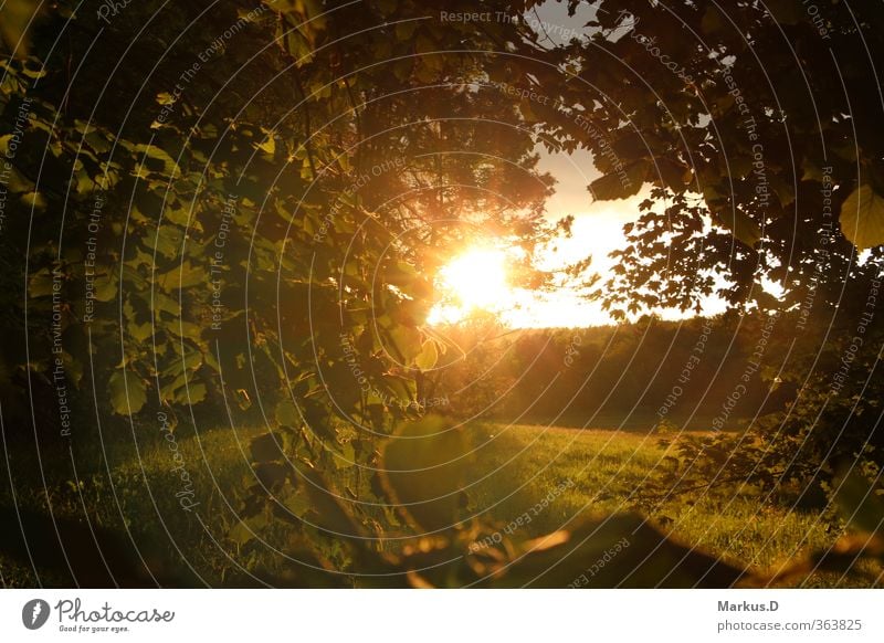 Abendstimmung am Waldrand Landschaft Sommer Schönes Wetter Baum Wiese Ferne Farbfoto Außenaufnahme Licht Schatten Sonnenlicht Sonnenstrahlen Sonnenaufgang