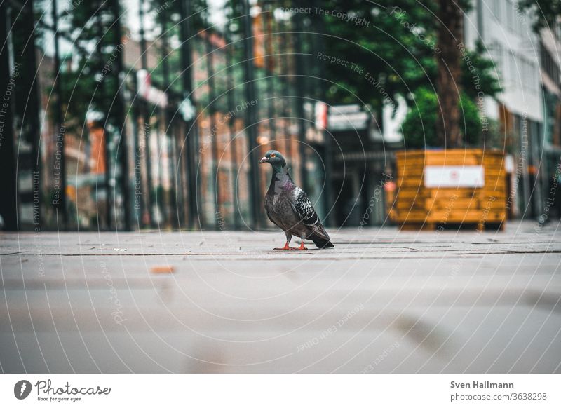 Taube sitzt auf dem Boden und schaut sich um Feder Vogel Tier Farbfoto Tag Außenaufnahme Zentralperspektive Tierporträt Frieden Sonnenlicht Licht Buchse Zaun