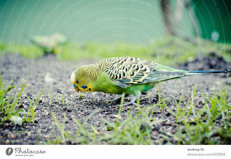 Wellensittich Natur Tier Erde Sommer Vogel 1 Fressen füttern schön gelb grün Papageienvogel ansammeln Suche Futter Vogelfutter Zoo exotisch niedlich Gras