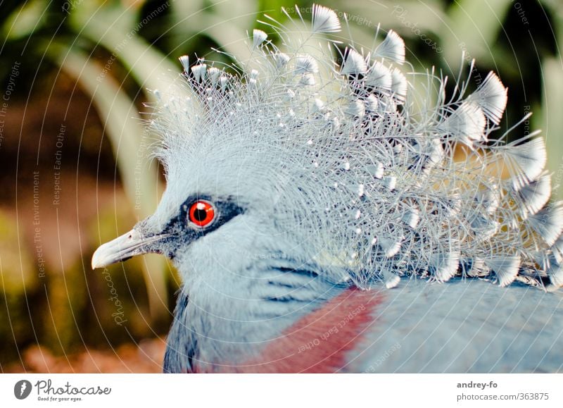 Krontaube Tier Vogel Taube Tiergesicht 1 exotisch fantastisch einzigartig Feder Schnabel schick außergewöhnlich Tierporträt Auge Blick blau rot Farbfoto