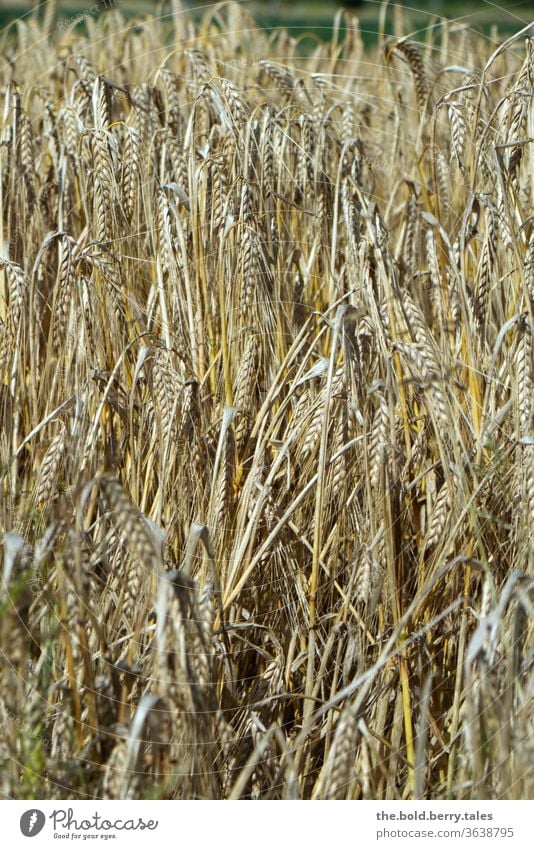 Getreidefeld/Kornfeld kurz vor der Ernte Feld Ähren Weizen Landwirtschaft Ackerbau Natur Sommer Nutzpflanze Pflanze Außenaufnahme Wachstum Ernährung Weizenfeld