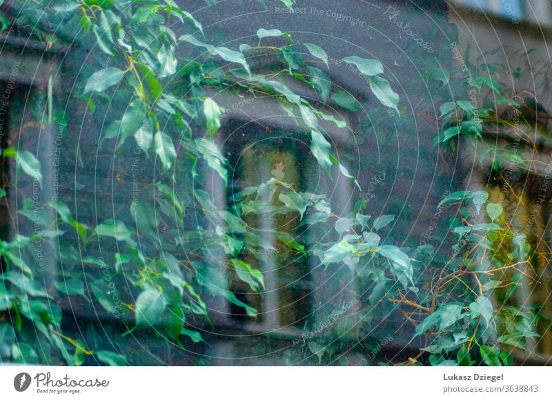 Fenster mit Grünpflanze und Gebäudereflexion abstrakt erfrischend urban dekorieren Licht & Schatten Blatt Efeu im Freien schön wachsend Ansicht Glas natürlich