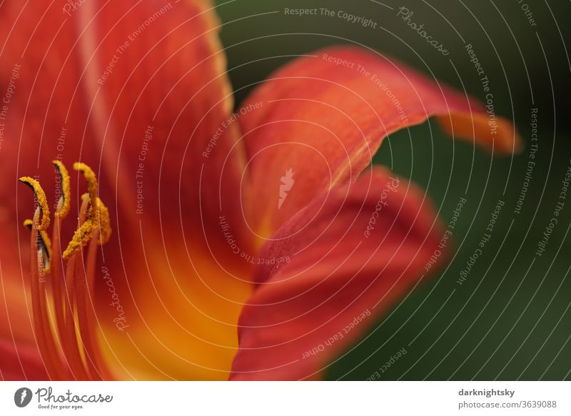 Gelb orange Taglilien Hemerocallis-Hybride in Nahaufnahme Taglilien (Hemerocallis) Lilien schön Blütenstempel Natur Blütenblatt Makroaufnahme Blume Lilium